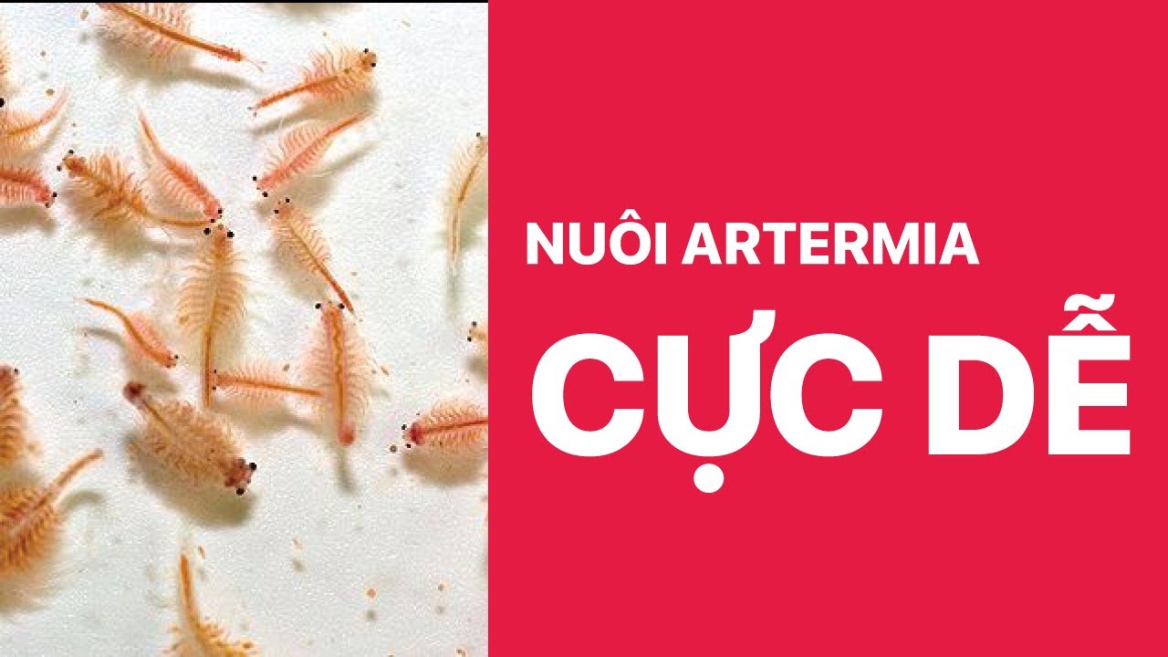 Ấp nở và Nuôi Artermia sinh khối từ A-Z | How to raise Artemia