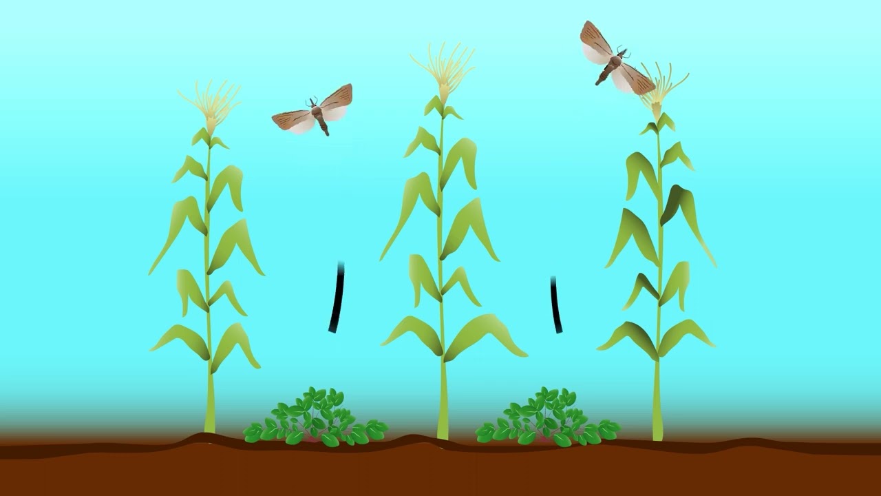 Biocontrol of Legume Pod Borer (Maruca vitrata) in English (Kenya)