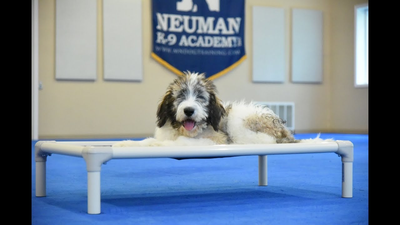 Rover (St. Berdoodle) Puppy Camp Dog Training Video Demonstration