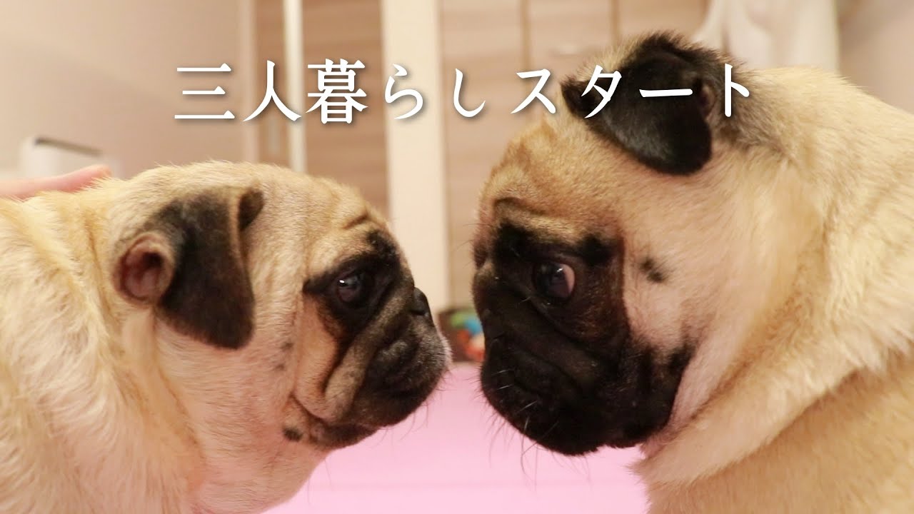 【お迎え】繁殖引退犬のお母さんと急に一緒に暮らすことになったパグの反応がこちら