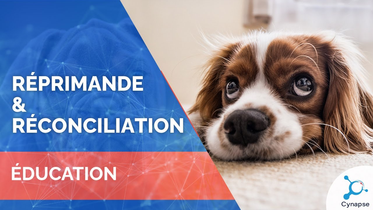 Réprimande et réconciliation - ÉDUCATION