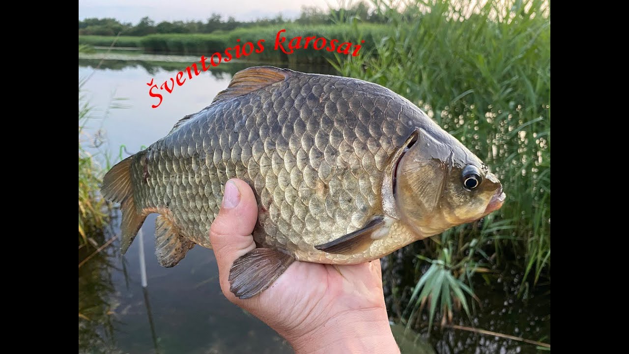 Šventosios karosai
