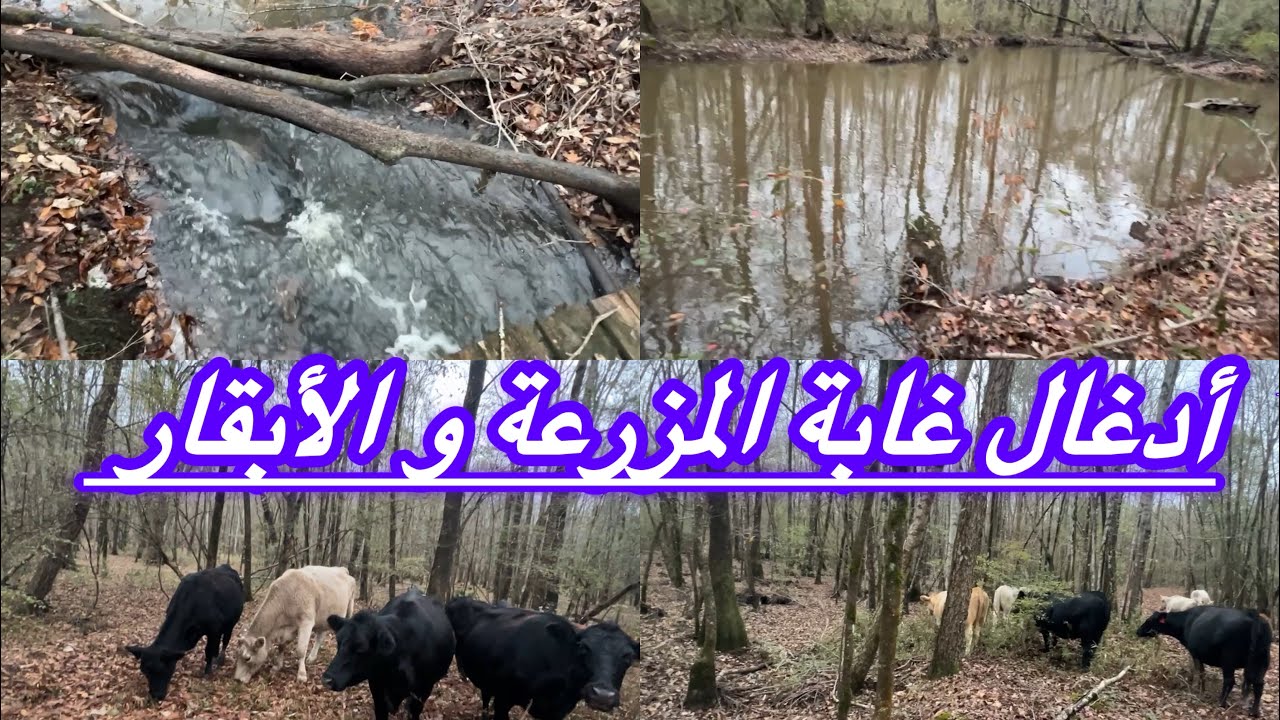 جولة في أدغال الغابة مع الأبقار 🇺🇸🇺🇸🇲🇦🇲🇦