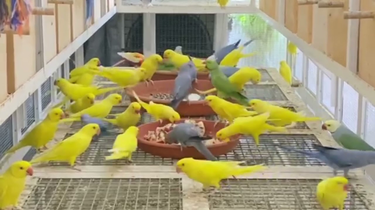 محمية طيور | ببغاء الدره 🦜