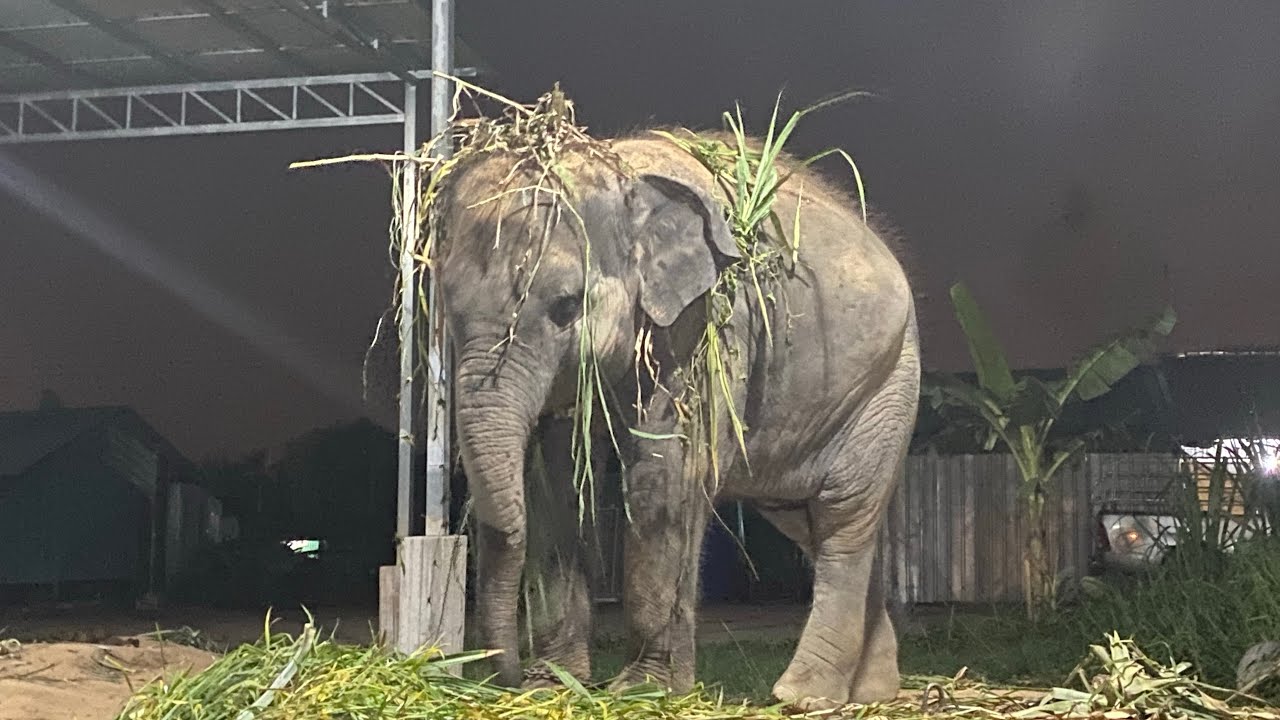น้องปานขวัญมาแล้วค่ะ ผลไม้ยกยอดค่ะแม่ๆ🥒🥺