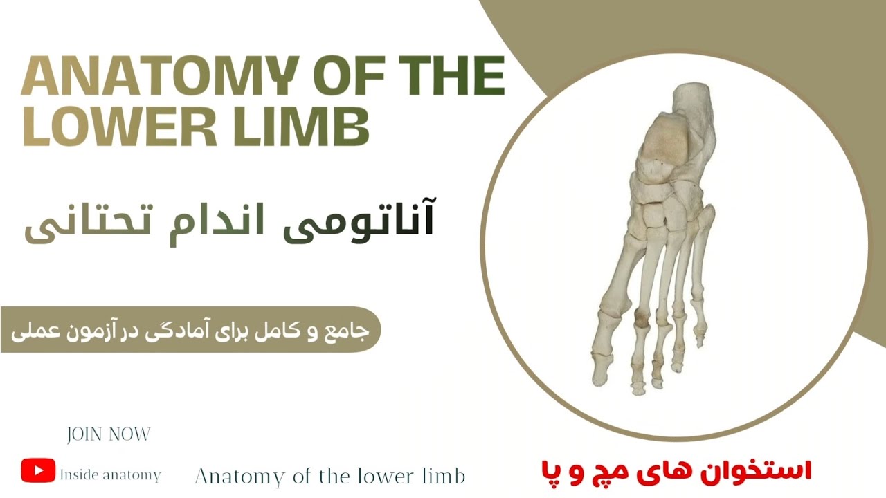 آناتومی اندام تحتانی (تدریس کامل استخوان های ناحیه مچ و پا(بخش دوم)) 🔎Lower limb 