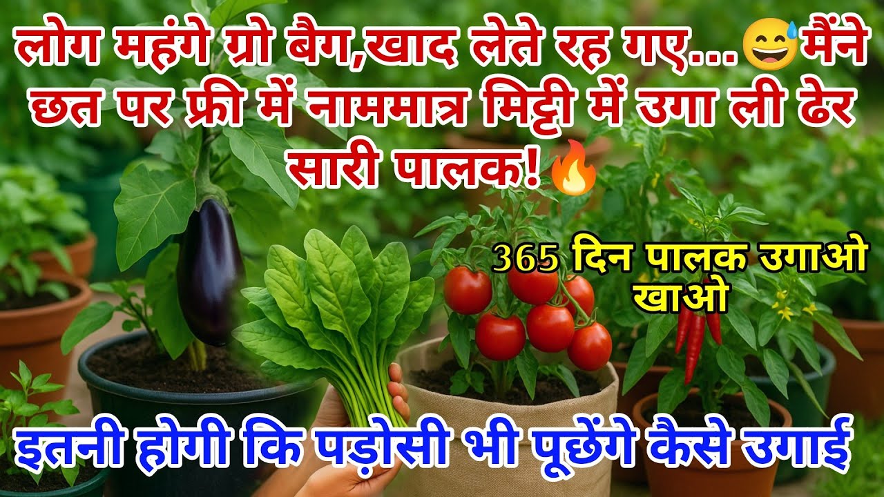 🔥बिना गमले,बिना खाद के छत पर उगाएं ढेर सारी पालक!🛑 How To Grow Palak At Home In Hindi #gardening
