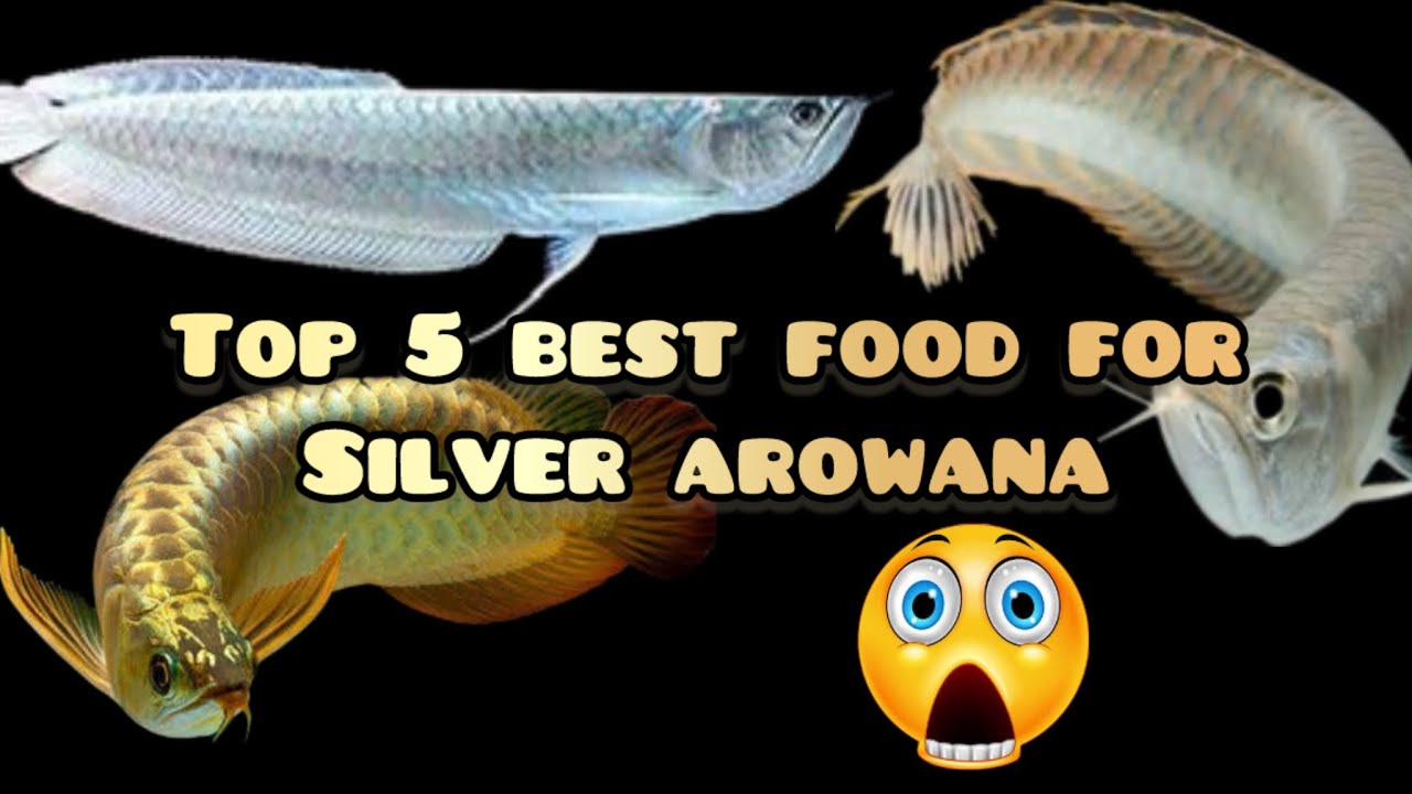 💯TOP 5 BEST FOOD FOR AROWANA🐉| MONSTER FISH TANK🐠| SILVER AROWANA FISH CARE #tamil