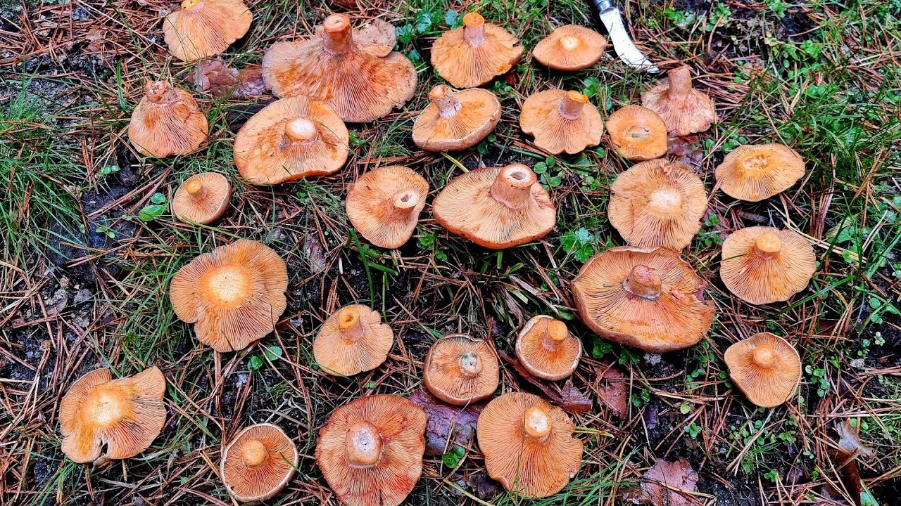 Níscalos XXL Mega Brote de NISCALOS🍄, setas 2024 en Madrid