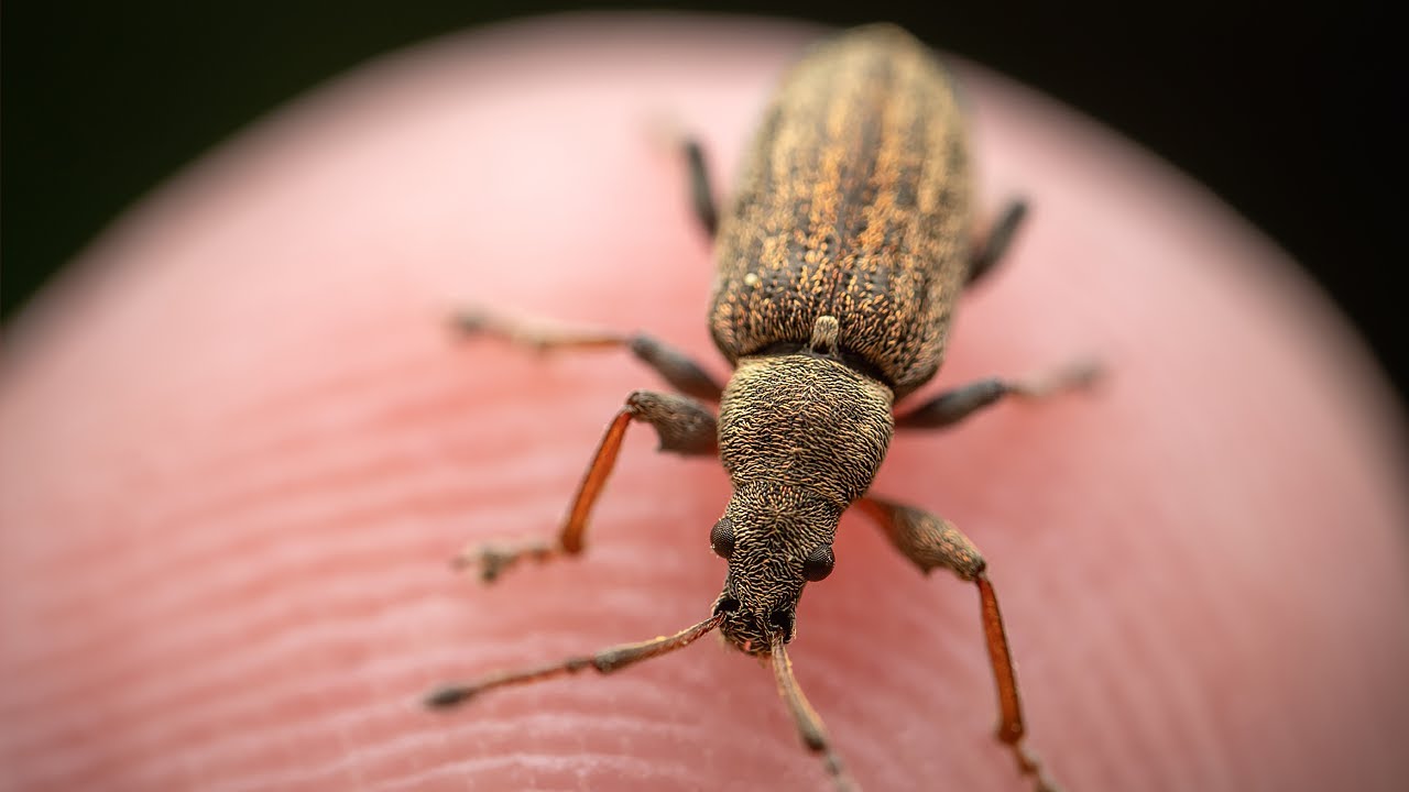 Macro Photography Walk with Godox V350 and Laowa 25mm