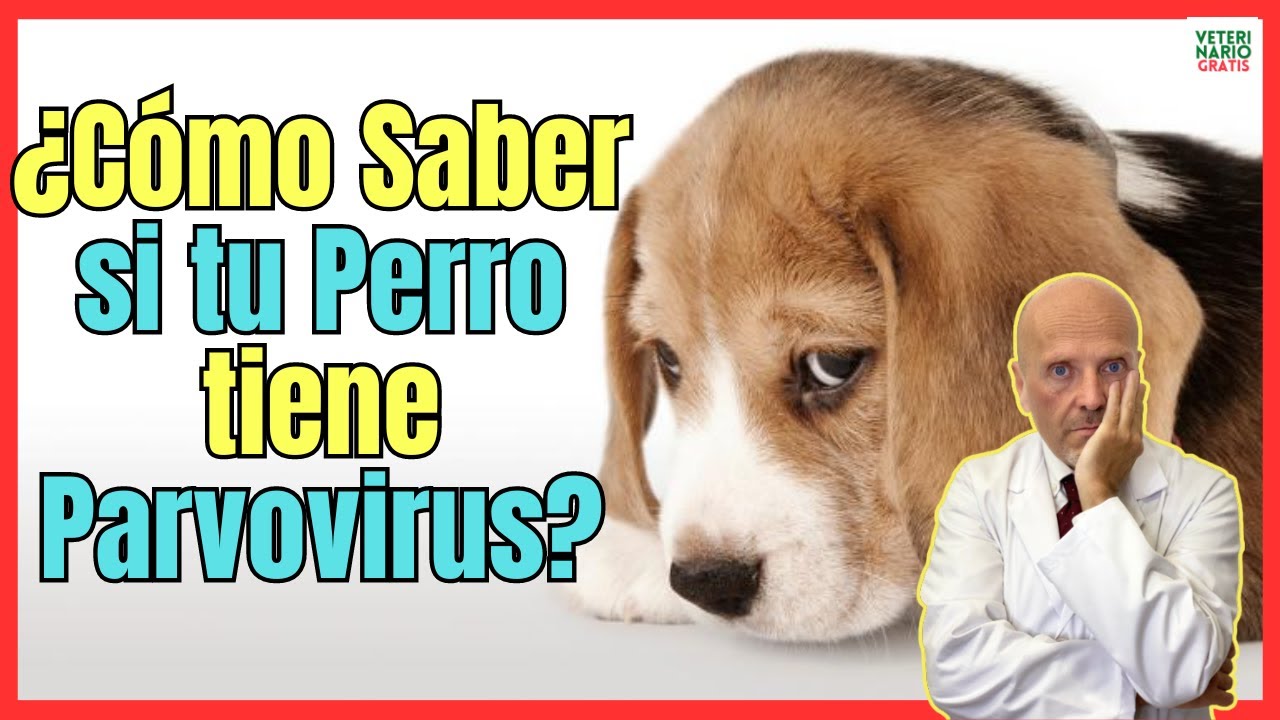 💔 ¿COMO SABER SI MI PERRO TIENE PARVOVIRUS? 💔