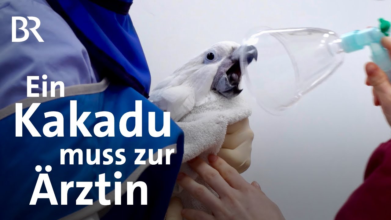 Besteht der Kakadu den Test beim Tierarzt? | Neue Freunde sollen Lucky gesund machen | BR | Vögel