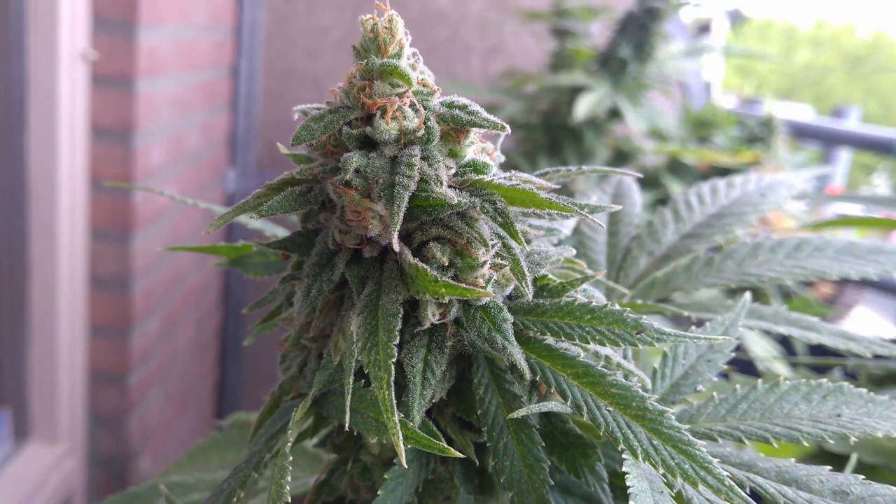 Critical 8 weeks flowering