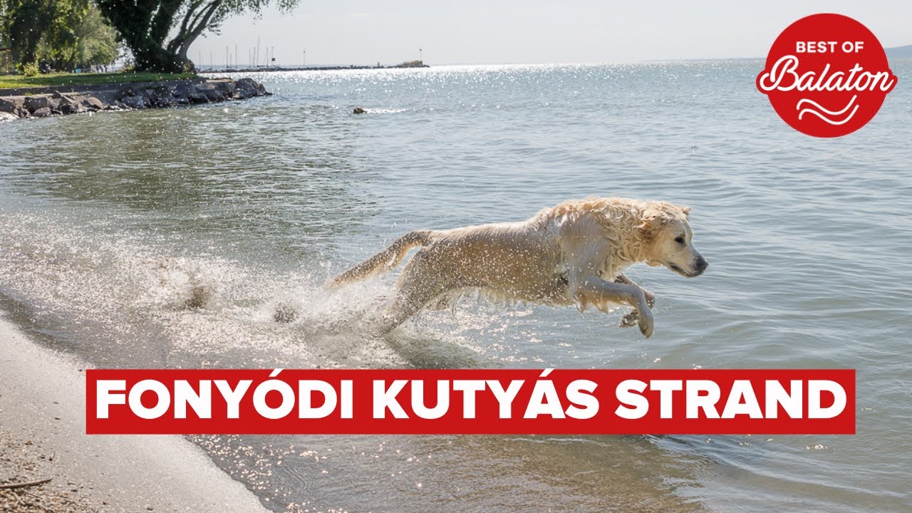 Fonyódi kutyás strand - Best of Balaton