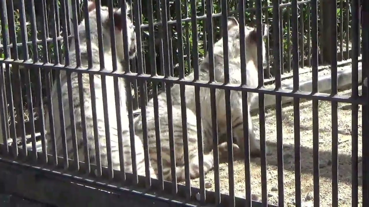 2024.3.10 宇都宮動物園☆ホワイトタイガーのシラナミお母ちゃん、アイカ、イオリ⑦