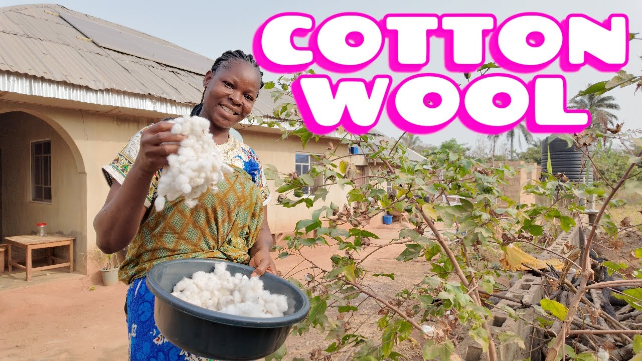 SIMPLE WAY TO HARVEST COTTON WOOL !! HOW TO HARVEST & PREPARE COTTON WOOL...