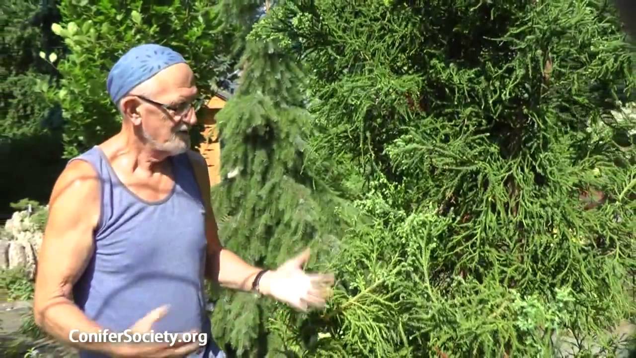 Japanese Cedar -  Cryptomeria japonica 'Rasen'     American Conifer Society