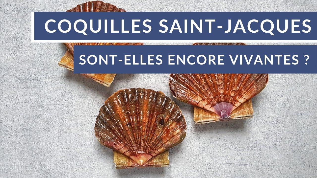 Comment savoir si mes Saint Jacques sont encore vivantes ? 🐚 - Tuto Poiscaille