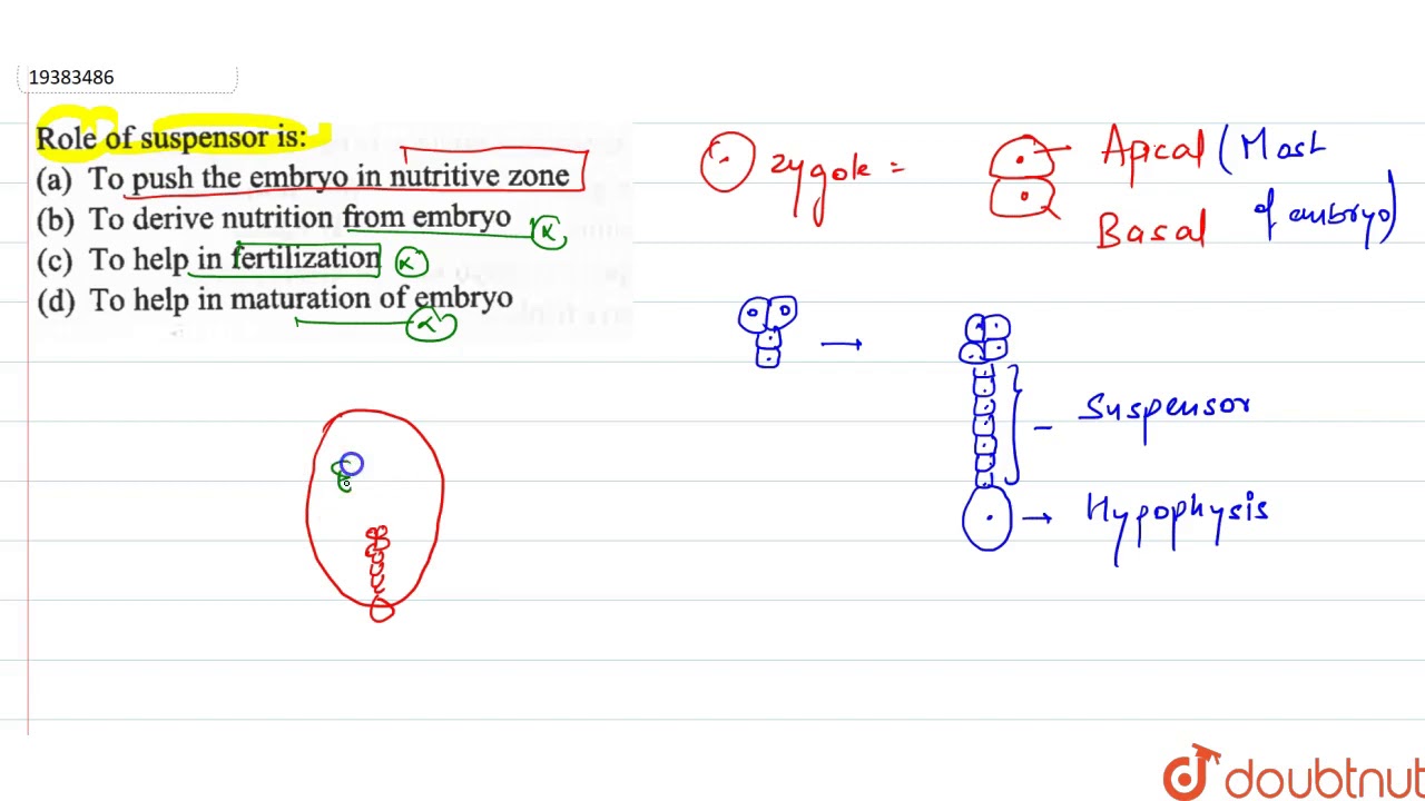 Role of suspensor is: