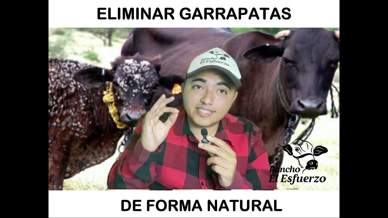ELIMINAR GARRAPATAS DE FORMA NATURAL I Rancho en Esfuerzo