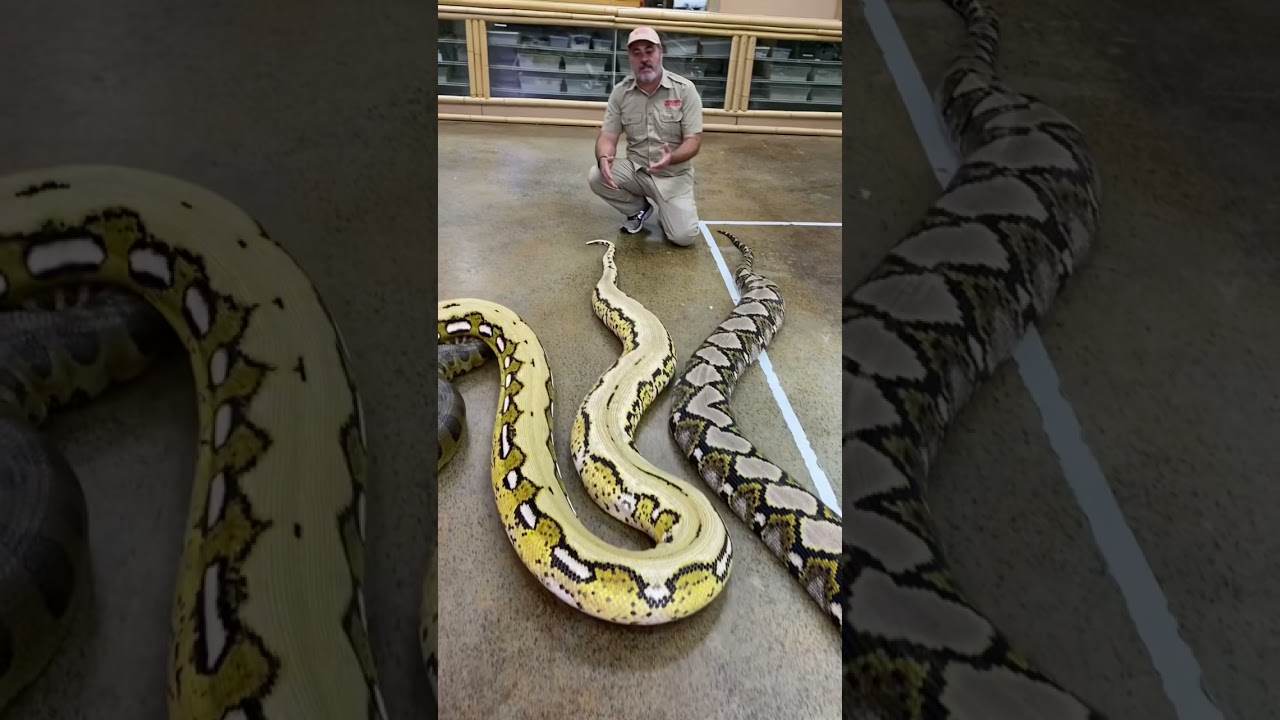 Which one the worlds biggest snake 🐍
