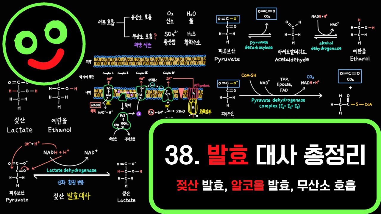 발효 완벽정리 10분 컷 (젖산 발효, 알코올 발효, 무산소 호흡) I 캠벨 생명과학 10장. 202~205p