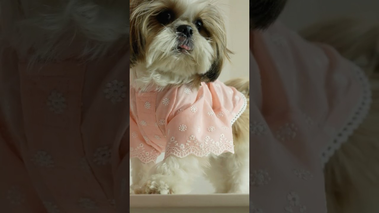 Style that speaks | The Pet Closet Co.