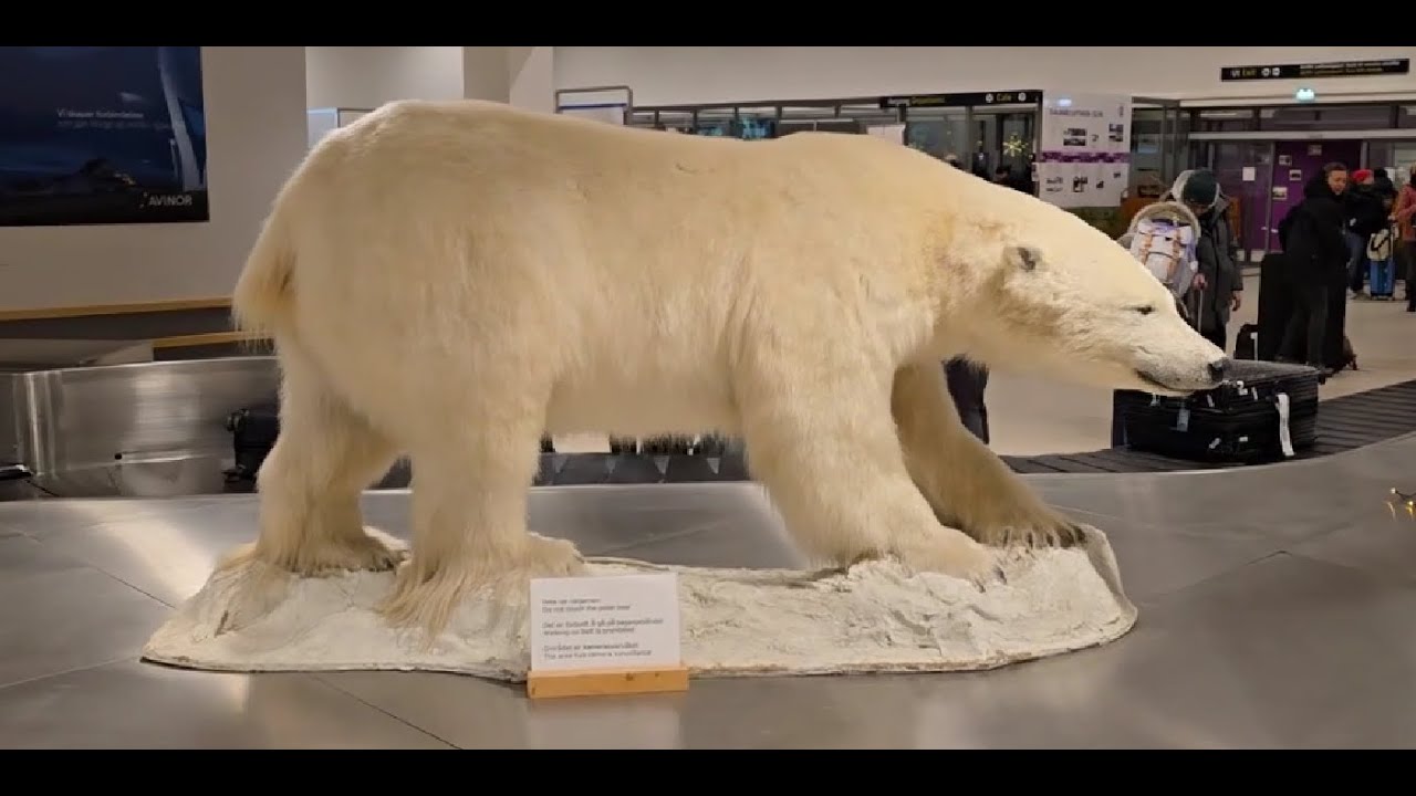 Ep.7  Continui aventura fara MG ZS| Cel mai nordic aeroport comercial din lume| Welcome Svalbard🐻‍❄️