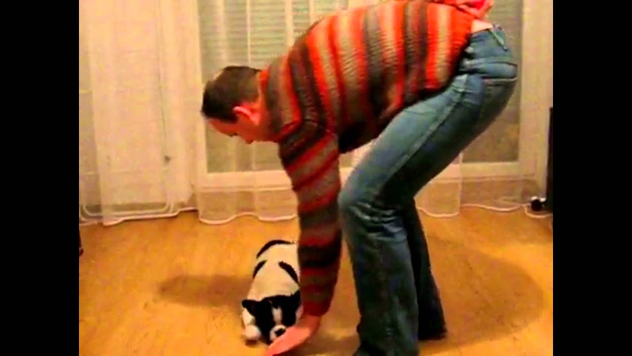 Top 10 French Bulldogs and Tricks