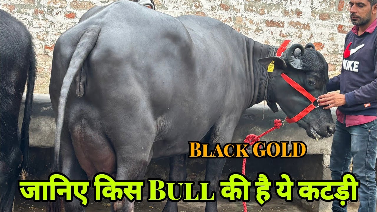 एक आम पशुपालक(9466204402)के घर इतनी शानदार मुर्राह भैंसें - दूध से भरी बाल्टियां देती हैं भैंसें