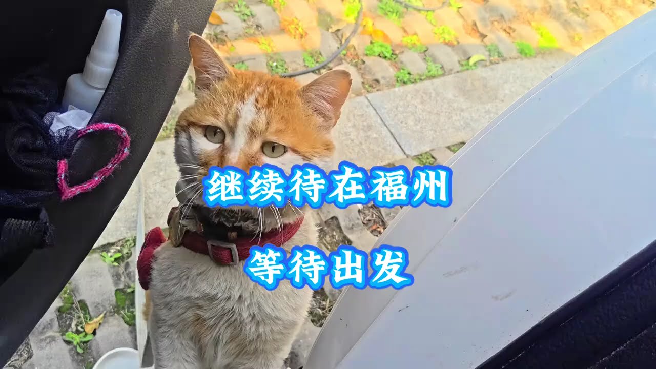 江南三月春色新，小桥流水古树韵，西风带八戒悟空继续待在福州 #西风带猫走遍中国 #猫咪八戒