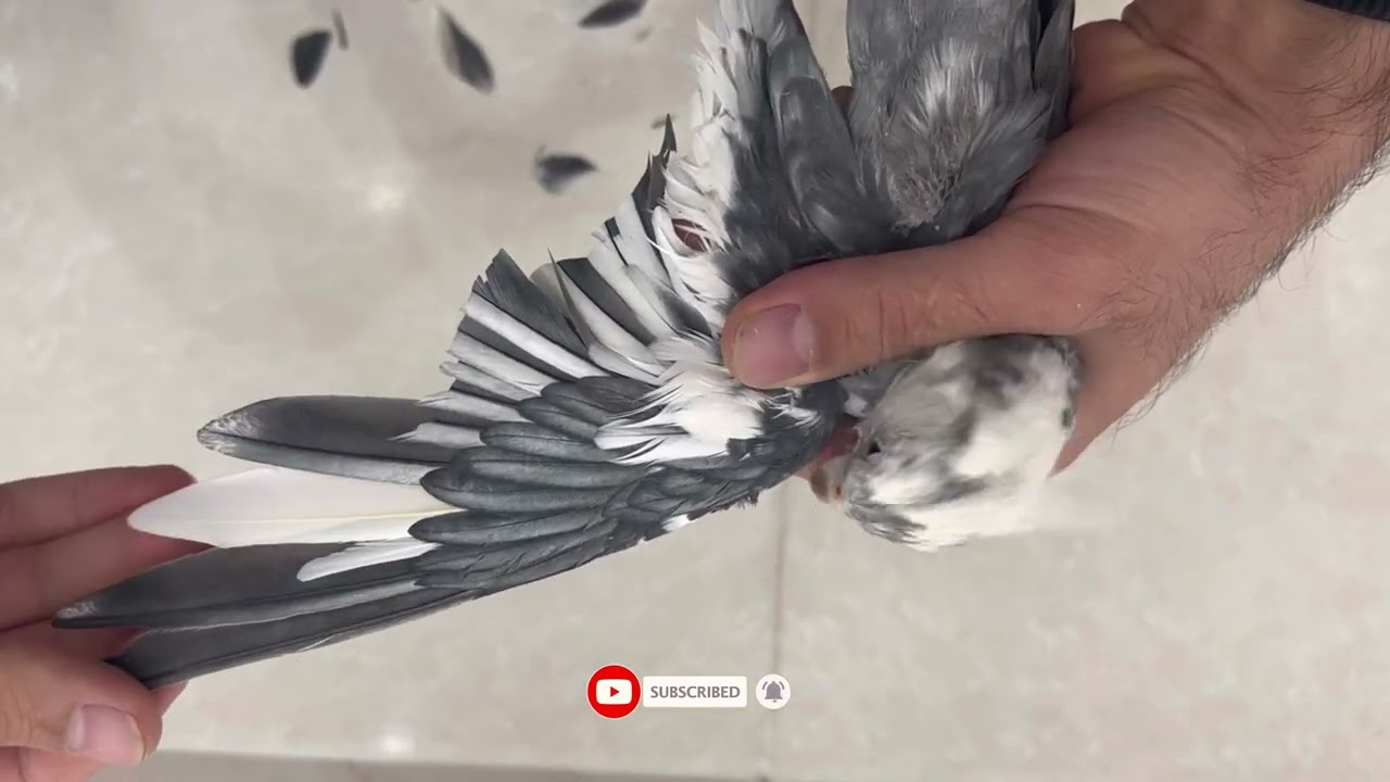 How do I trim my cockatiel's feathers!/چگونه بال پرنده کوتاه کنیم!🦜🦜🦜