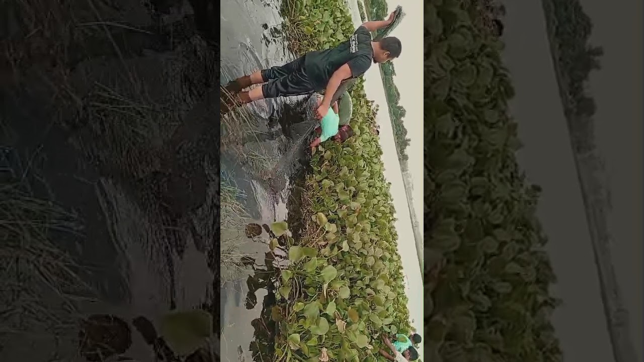 গ্রামবাংলায় বিলে মাছ ধরার দৃশ্য কি হলো #shortvideo #youtubeshorts #youtube #fishing #padma 