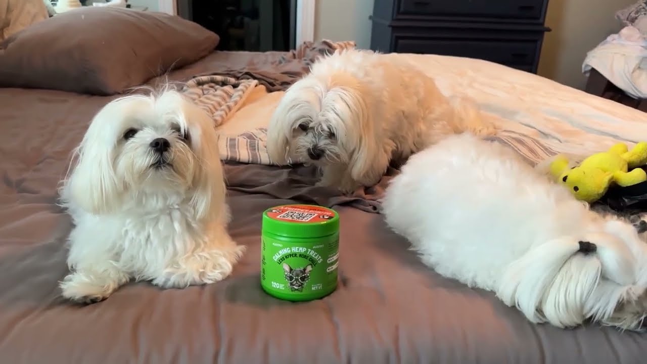 Are LEGITPET Calming Treats Worth It?  #ad