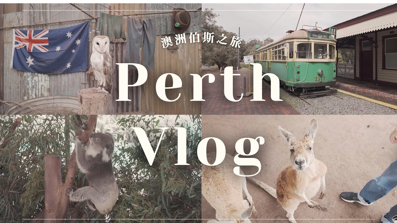 AU VLOG #115｜🇦🇺 澳洲伯斯 Vlog｜🐨 西澳最大野生動物園 Caversham Wildlife Park ｜近距離餵袋鼠、看無尾熊、擠牛奶 🥛 #perth #vlogs