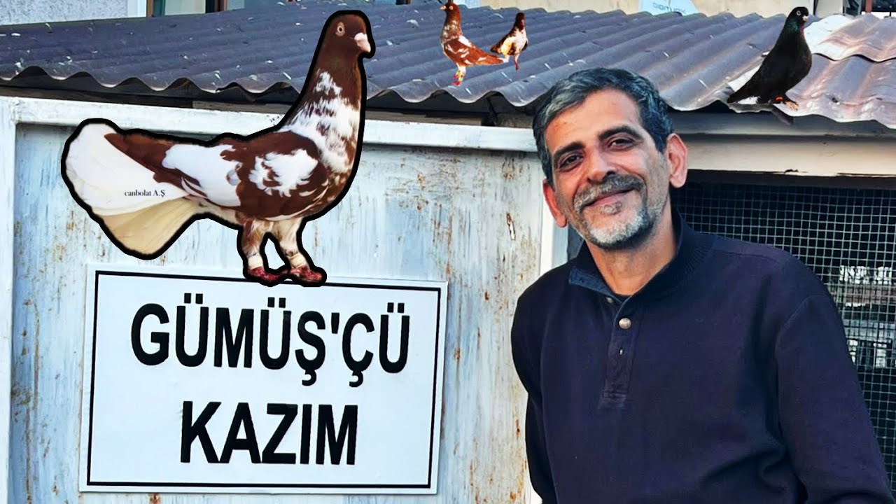 GÜMÜŞÇÜ KAZIMIN ELVAN GÜVERCİNLERİ