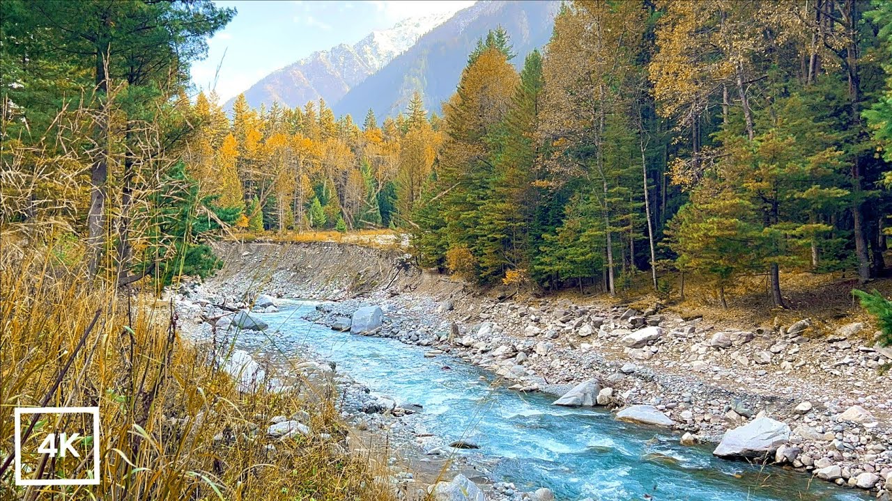 4K Autumn Forest River in Montana Backcountry | Deep Relaxing Nature Sounds & White Noise for Sleep