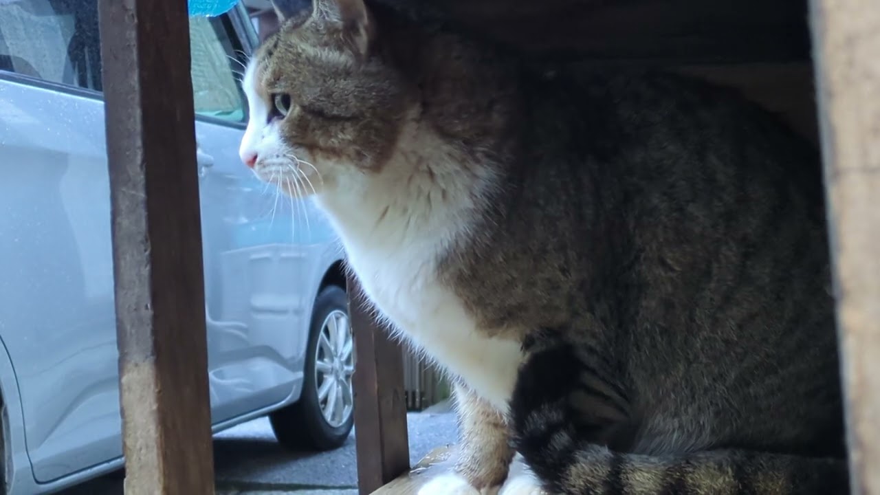 今朝はお兄ちゃん猫ちゃんが先に待っていました