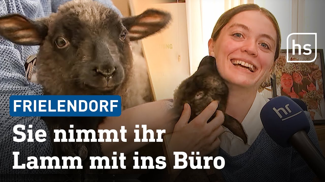 Ein Lamm im Büro: Gibt's wirklich, in Frielendorf | hessenschau