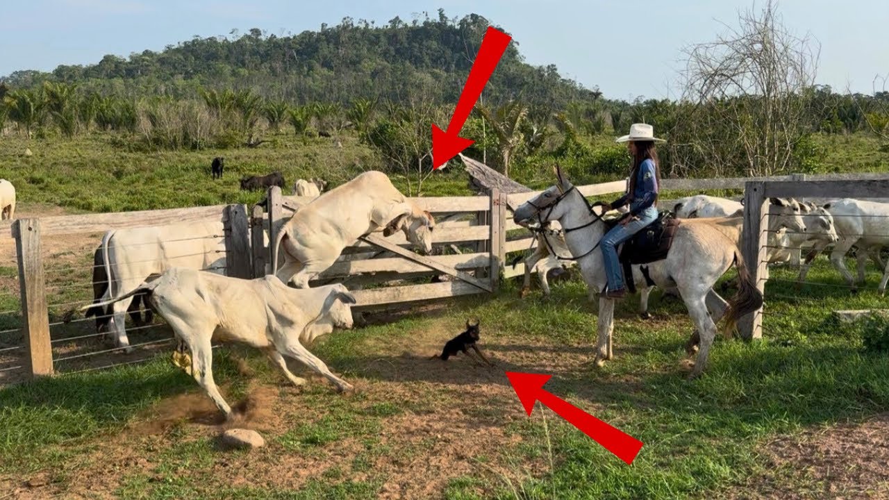 BOI QUASE MATA O CACHORRO E BURRO QUASE ME DERRUBA 😱