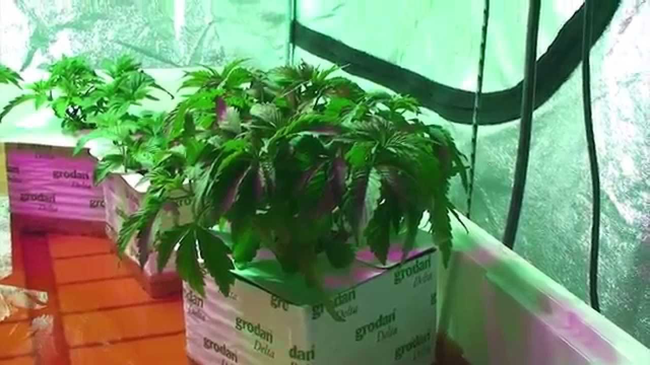 G13 X Pre-98 Bubba
