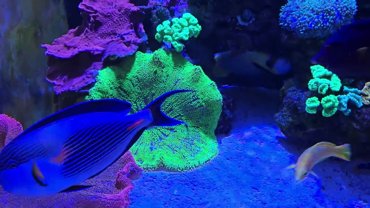 Carpet Anemones in a Reef Tank good or bad?