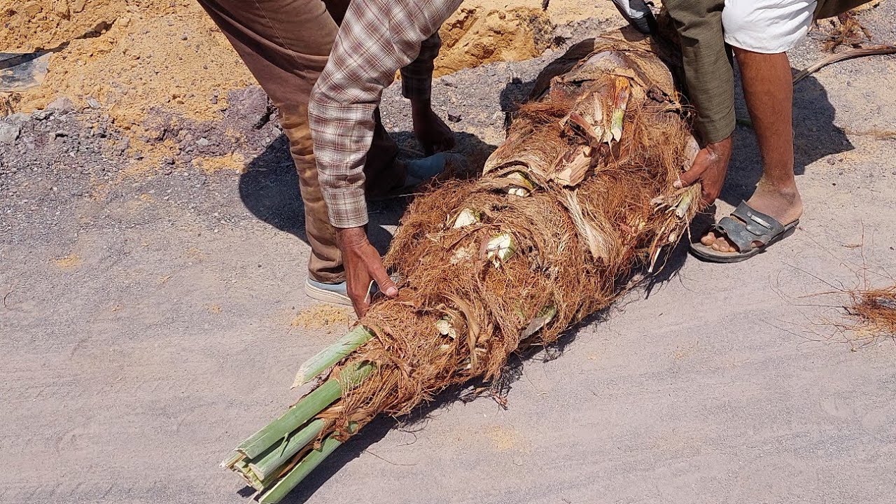 زراعة النخيل الصعيدى بالوادى الجديد🌴🌴🌴