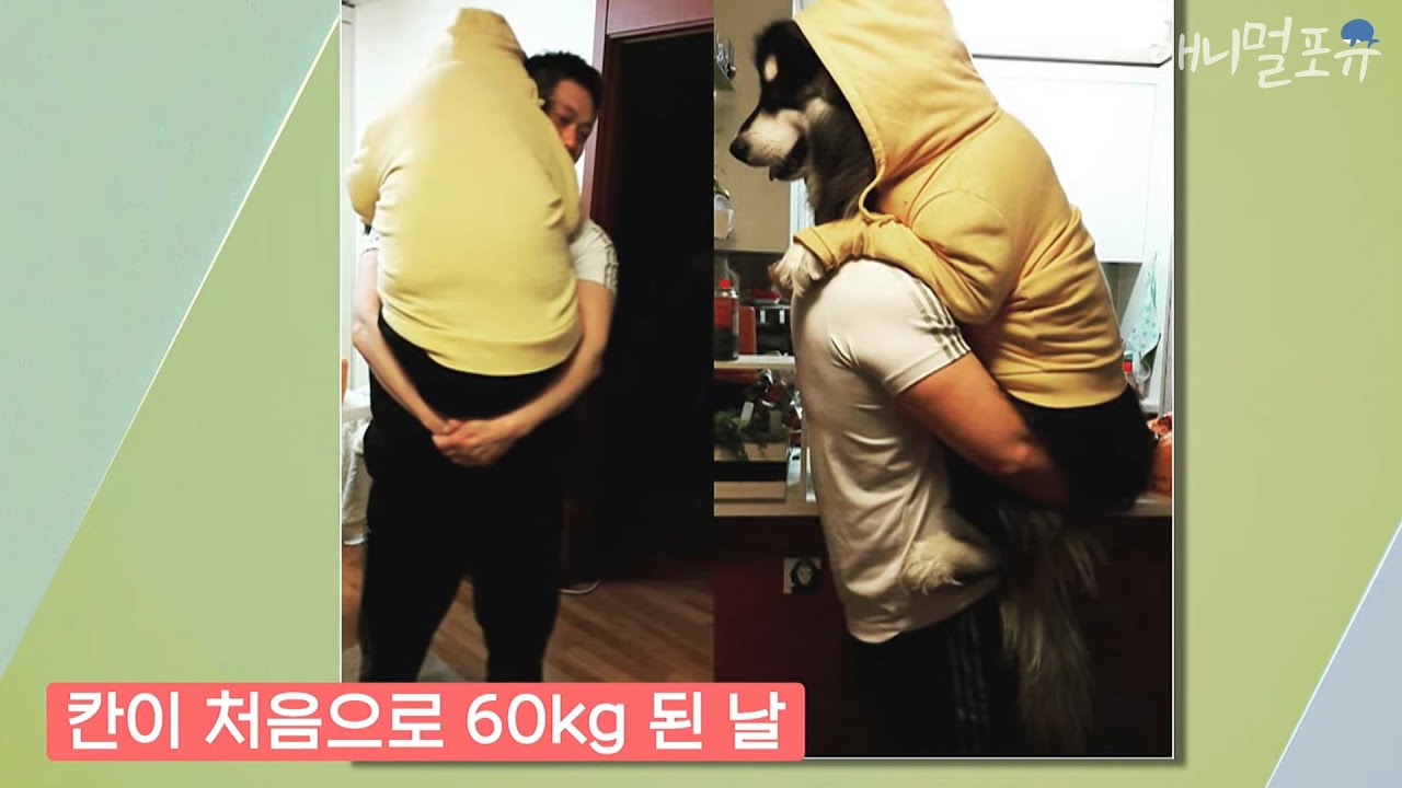 비만견 칸이 처음으로 60kg 된 날 (사람 아닙니다) KBS 200817 방송