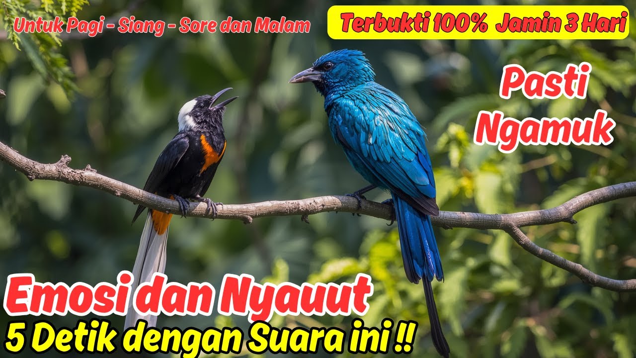 Masteran Murai Batu Tipe Tarung Buat Latihan Lomba