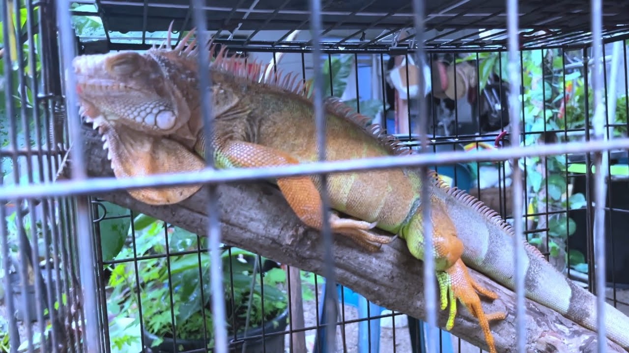 Ada iguana langka di sini | kondisi kandang ternak