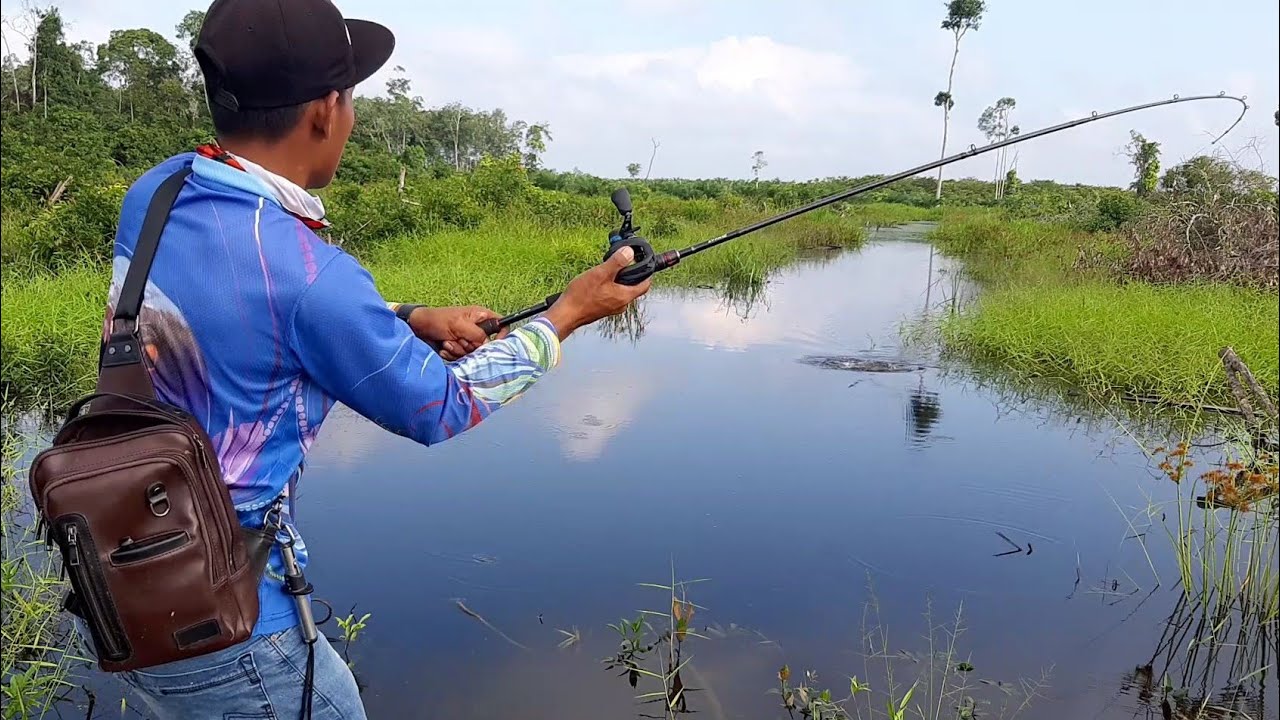 CASTING SNAKEHEAD || SAMBARAN GANAS GABUS KANAL BANJIR