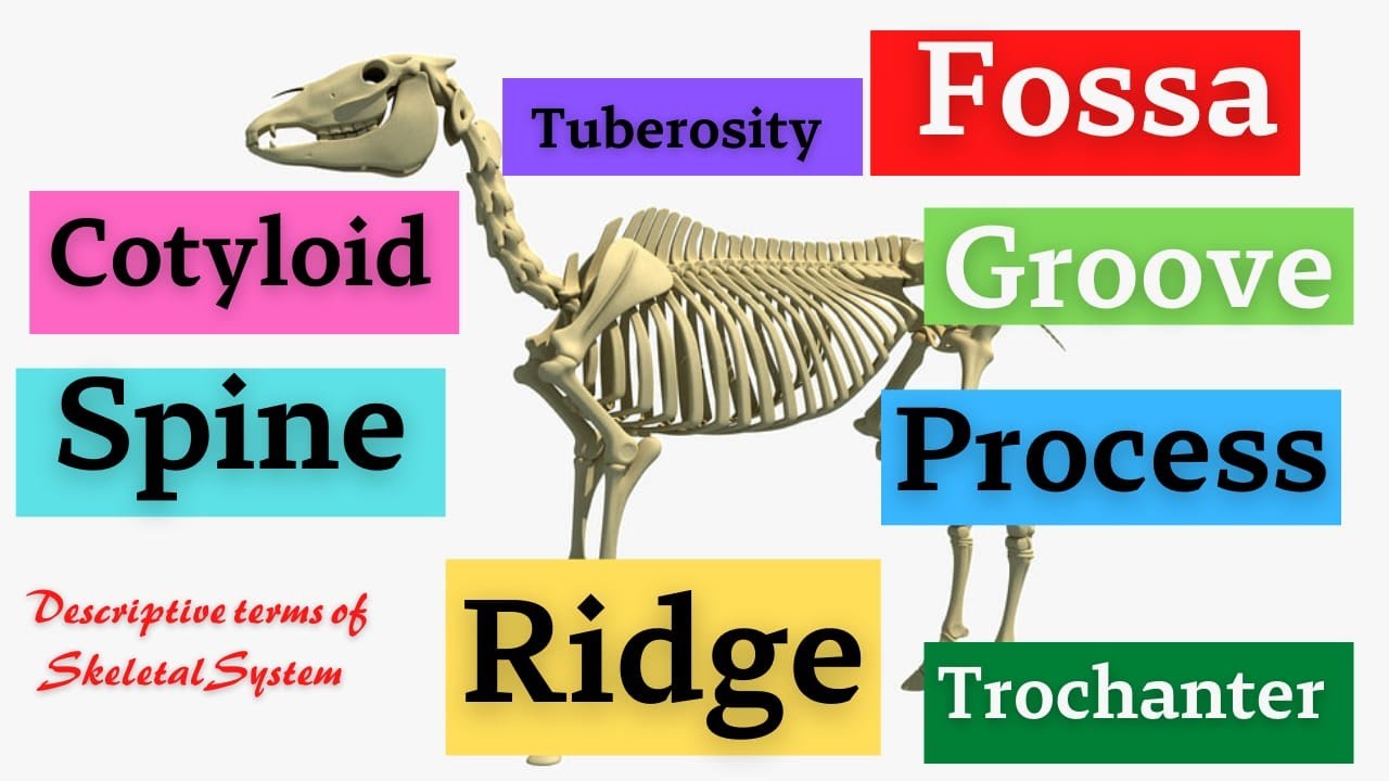 Descriptive Terms Of Skeletal System