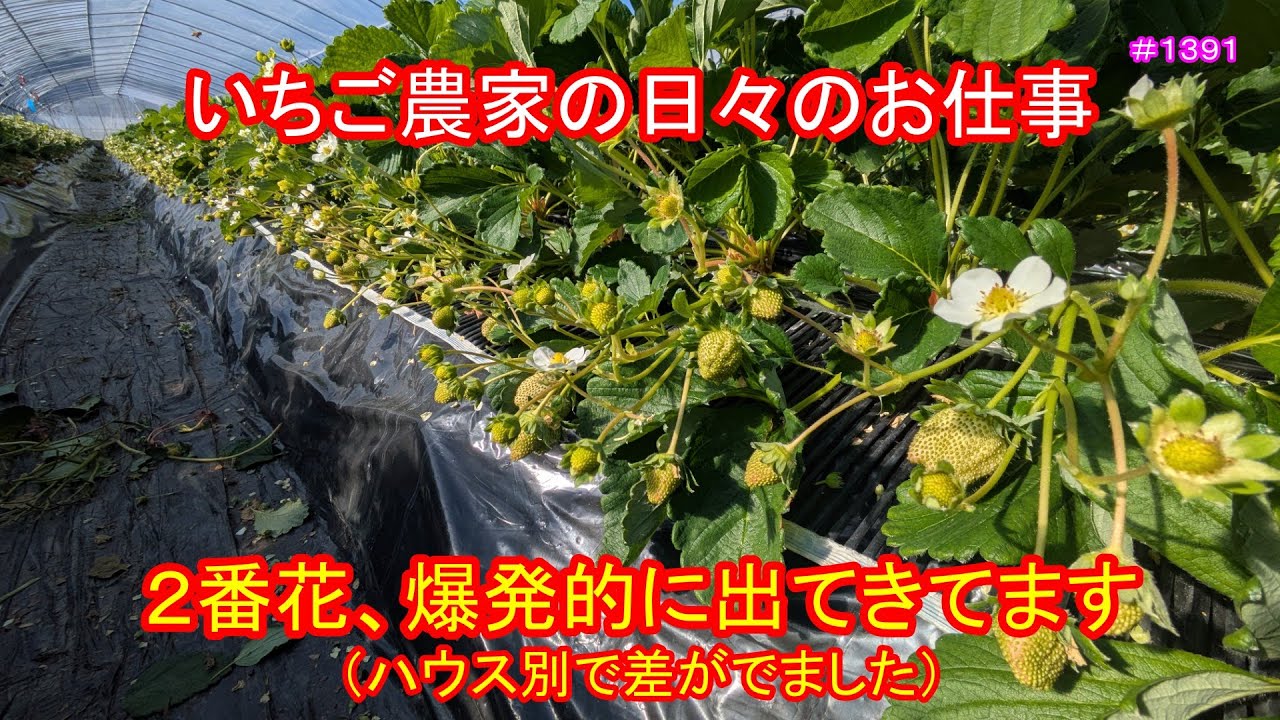 ２番花、爆発的に出てきてます（ハウス別で差がでました）　いちご農家の日々のお仕事　＃１３９１