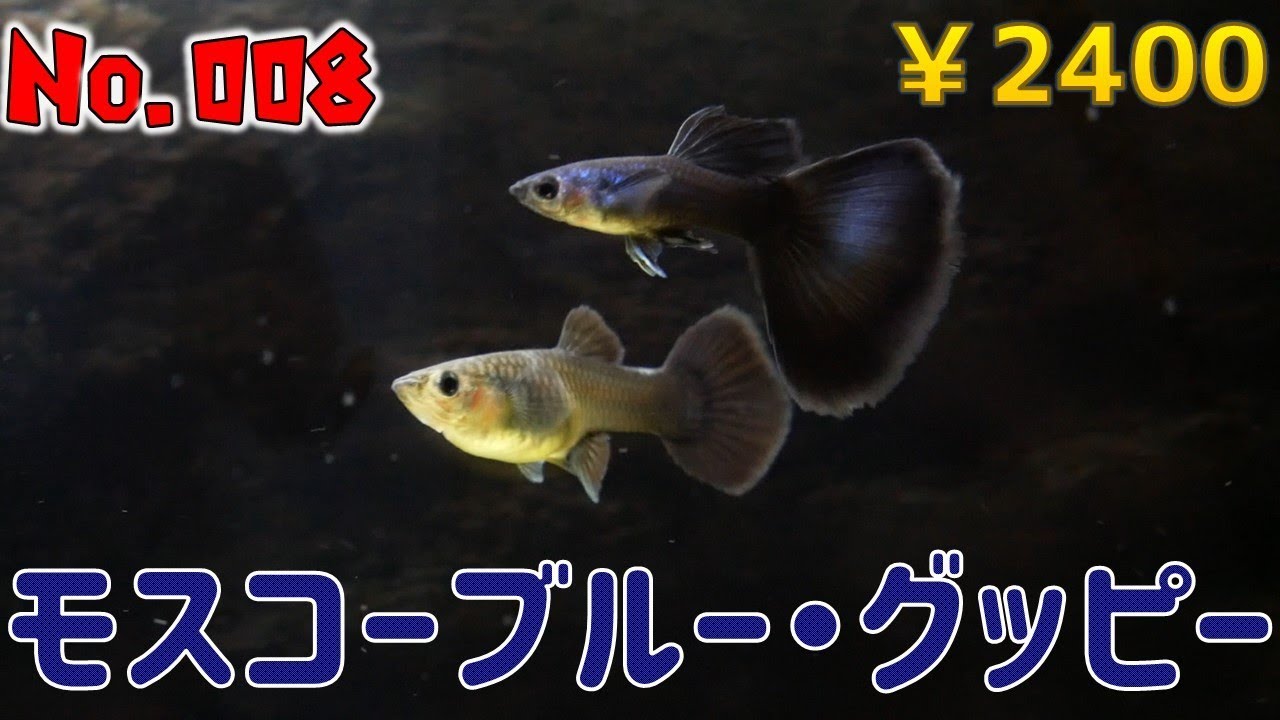 【生体紹介】No.008モスコーブルー・グッピー【ふぶきテトラ】
